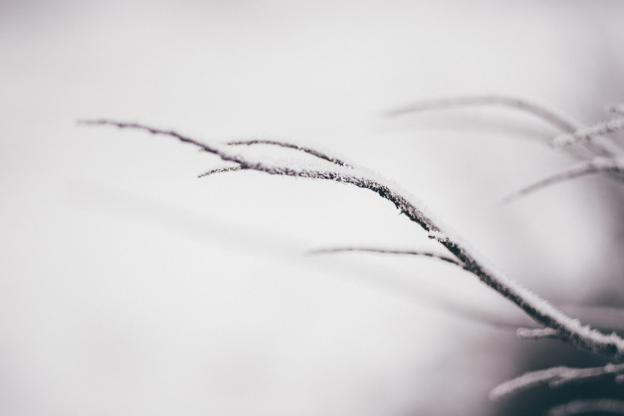 Closeup Photography of Snow-covered Plant Branch